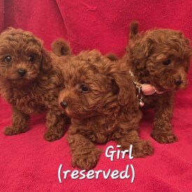 Toy Poodle