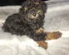 Toy Poodle