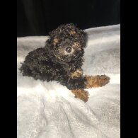 Toy Poodle