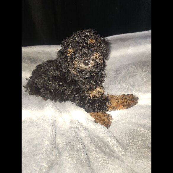 Toy Poodle