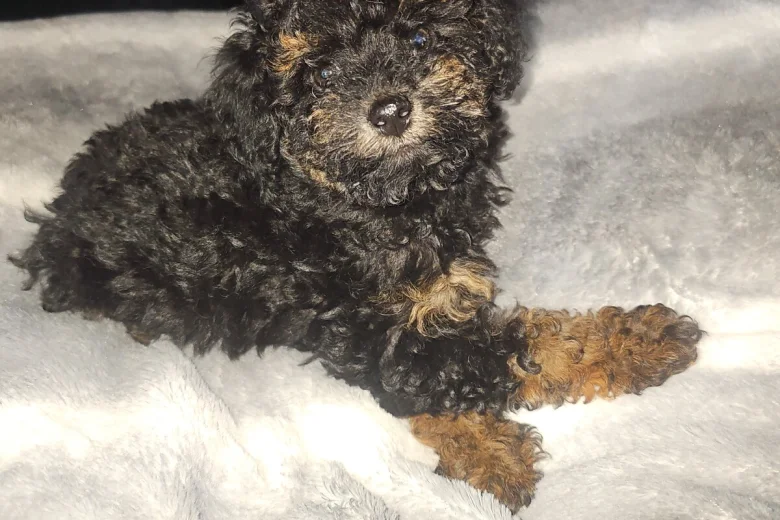 Toy Poodle
