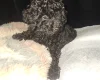 Toy Poodle