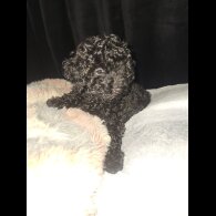 Toy Poodle