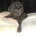 Toy Poodle