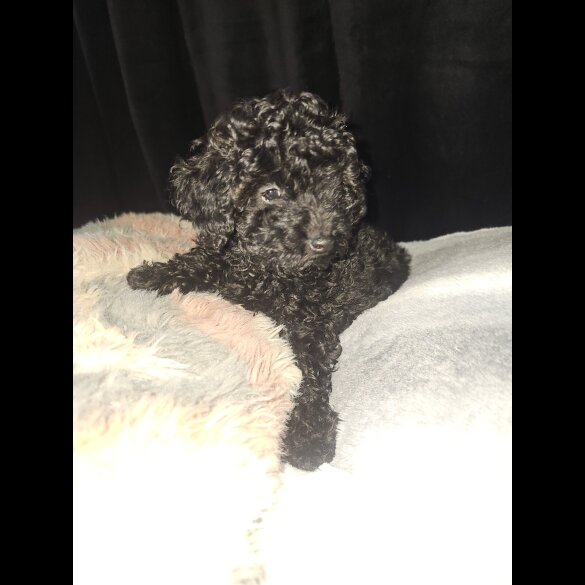 Toy Poodle