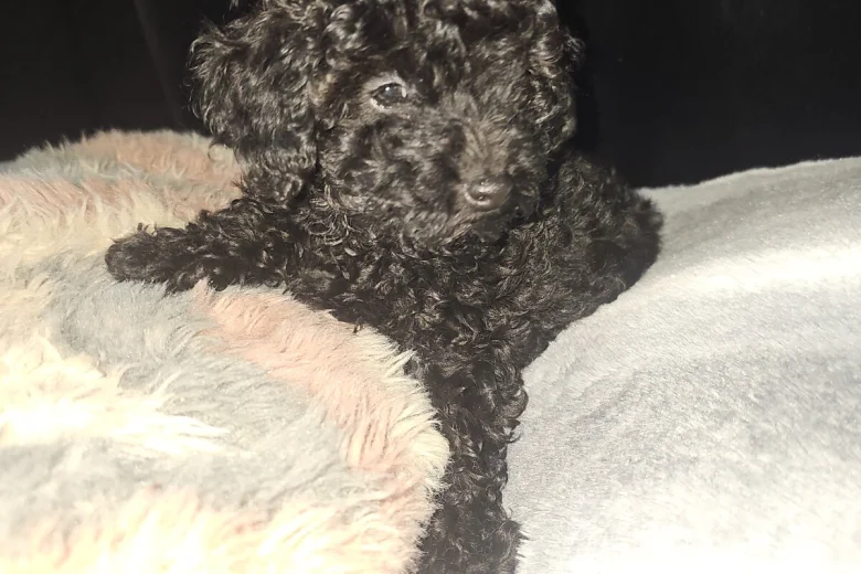 Toy Poodle