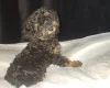 Toy Poodle