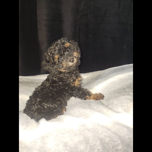 Toy Poodle