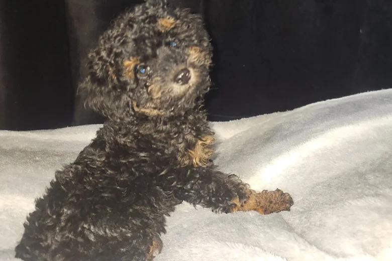 Toy Poodle