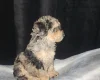 Toy Poodle