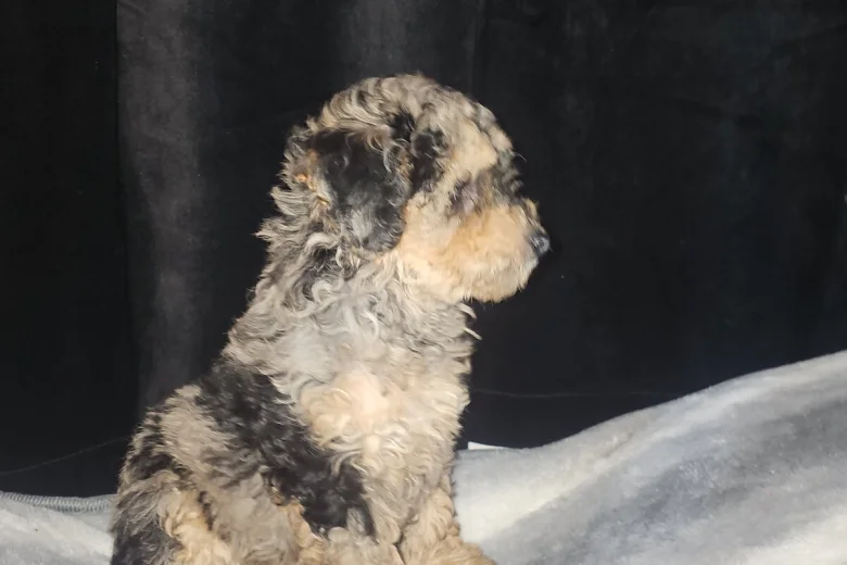 Toy Poodle