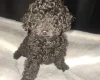 Toy Poodle