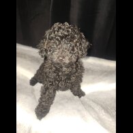 Toy Poodle