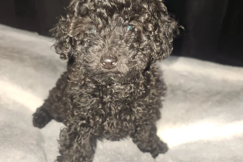 Toy Poodle
