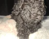 Toy Poodle