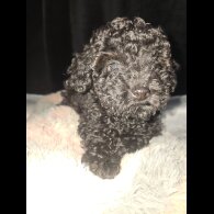 Toy Poodle