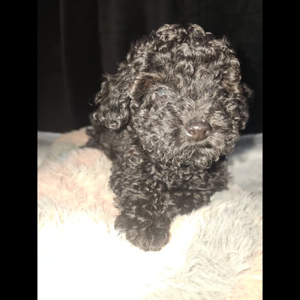 Toy Poodle