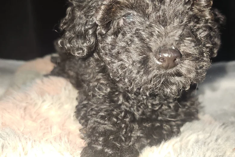 Toy Poodle