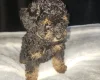 Toy Poodle
