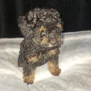Toy Poodle