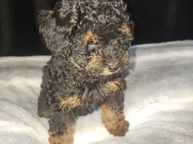 Toy Poodle