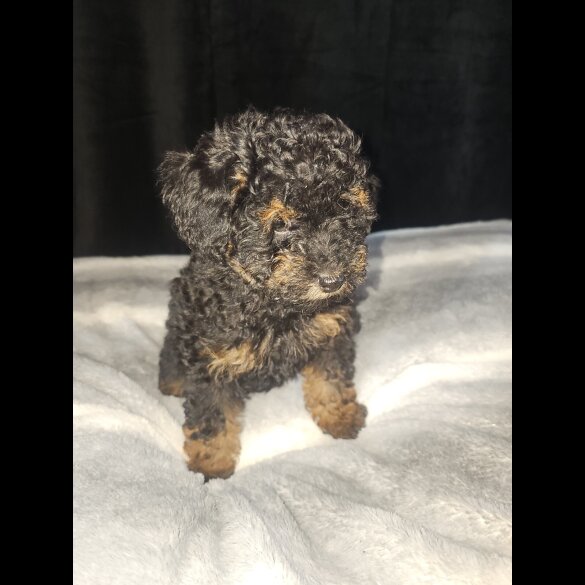 Toy Poodle