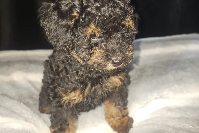 Toy Poodle