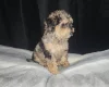 Toy Poodle
