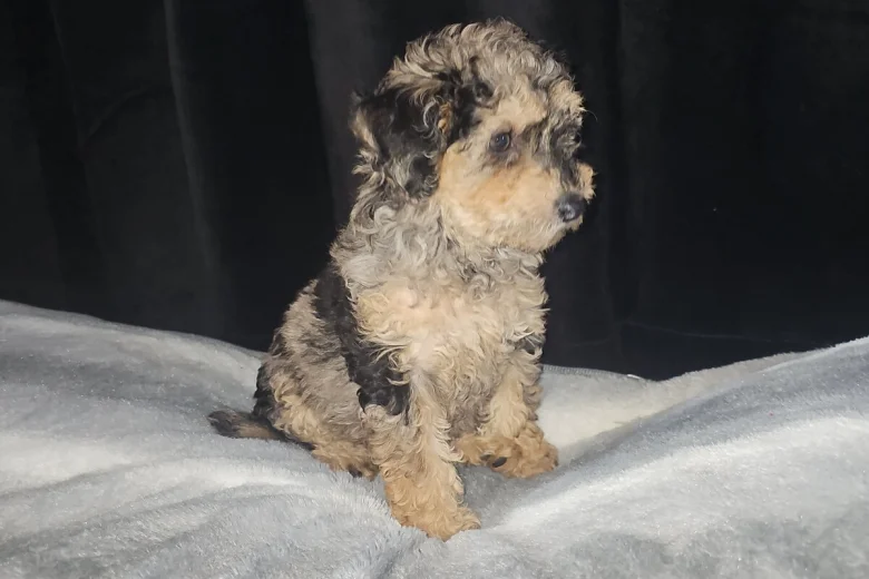 Toy Poodle
