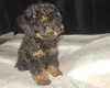 Toy Poodle