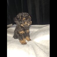 Toy Poodle
