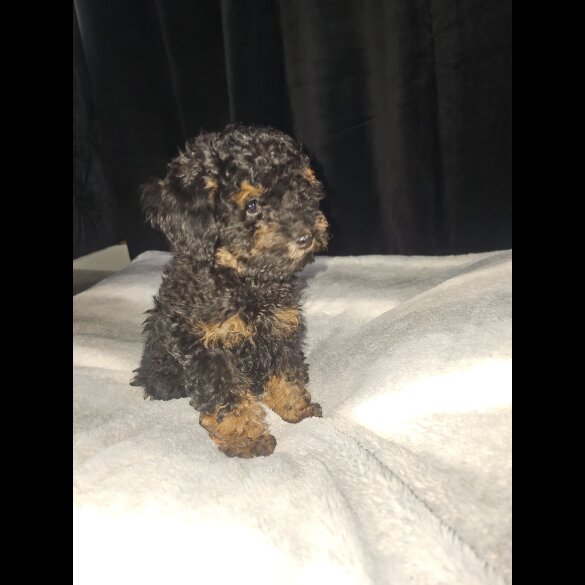 Toy Poodle