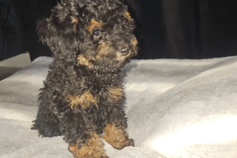 Toy Poodle