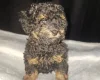 Toy Poodle