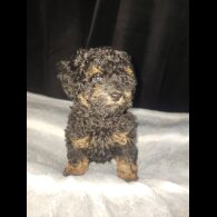 Toy Poodle