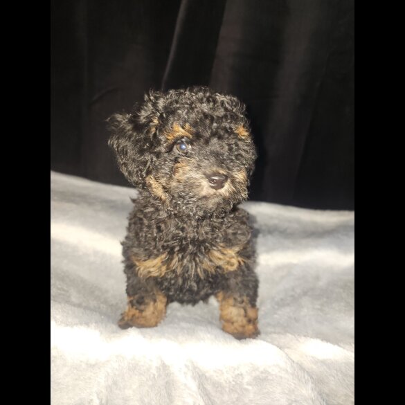 Toy Poodle