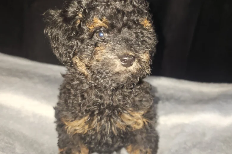 Toy Poodle