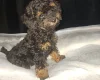 Toy Poodle