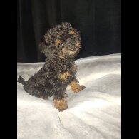 Toy Poodle