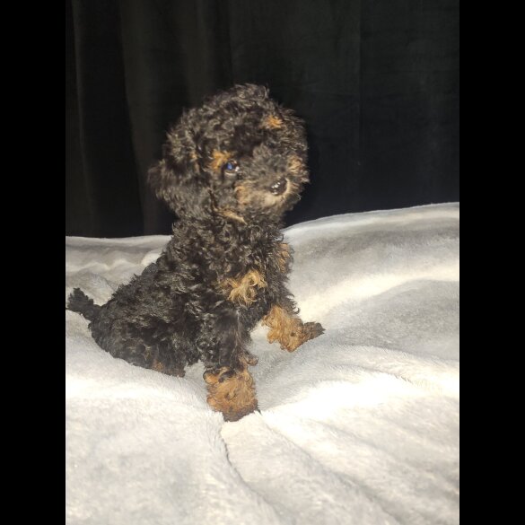 Toy Poodle
