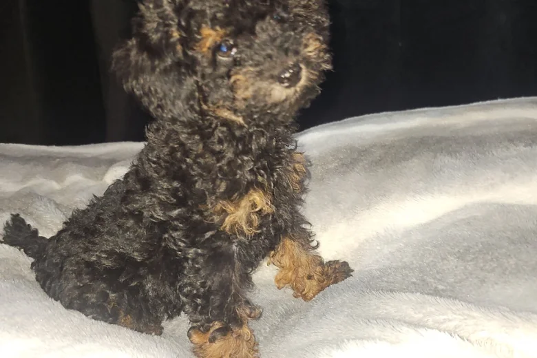 Toy Poodle
