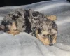 Toy Poodle