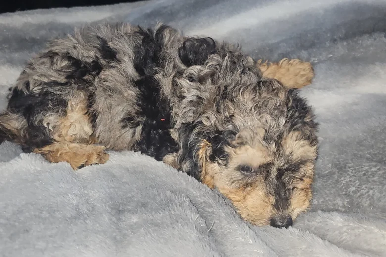 Toy Poodle