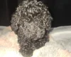 Toy Poodle