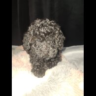 Toy Poodle