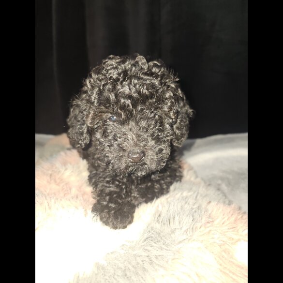 Toy Poodle