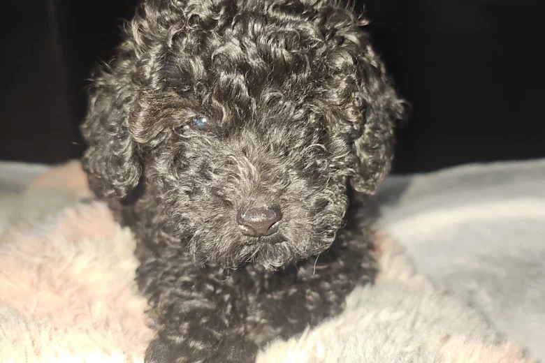 Toy Poodle
