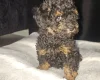 Toy Poodle