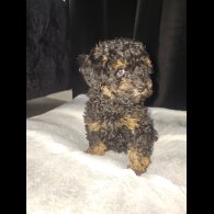 Toy Poodle