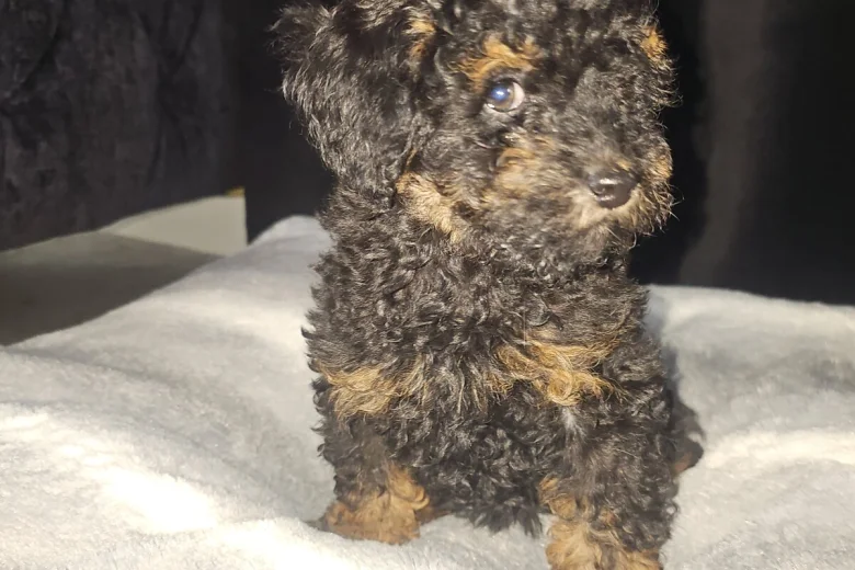 Toy Poodle